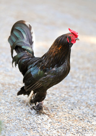 Photography in full growth bright wonderful black cockの写真素材