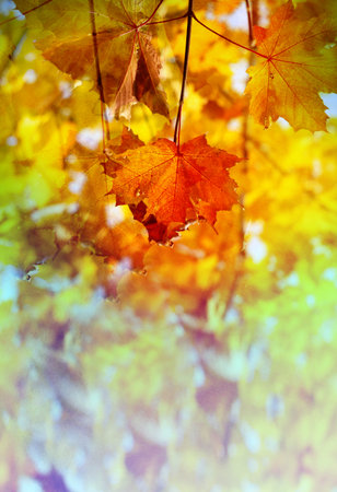 Photos bright season autumn background with leaves