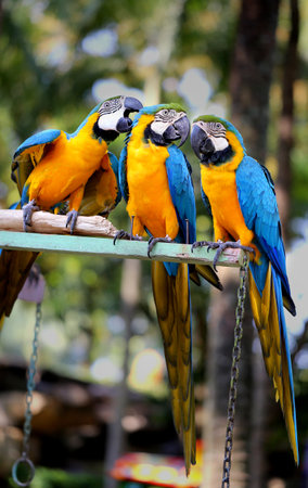 Fun photo with big beautiful macaw parrots