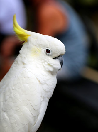 Photo funny portrait of a beautiful white cockatooの写真素材