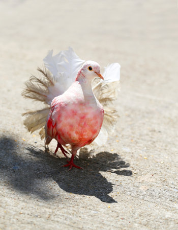 Photo background with a white dove illuminated by the sunの写真素材