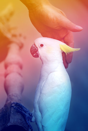 Photo funny portrait of a beautiful white cockatooの写真素材