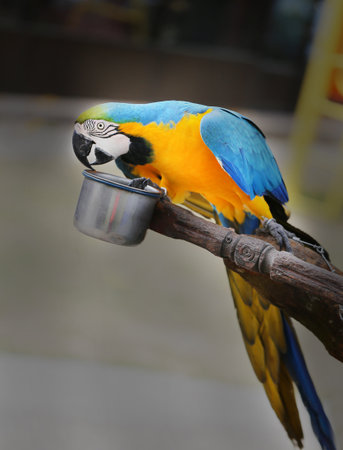 Fun photo with big beautiful macaw parrotの写真素材