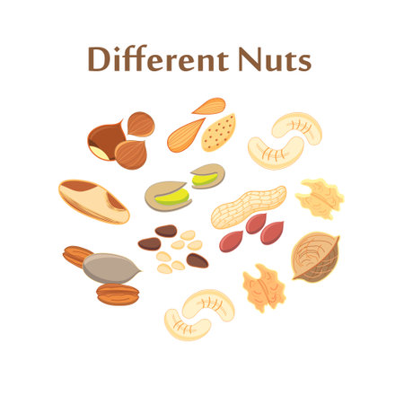 Set of different nuts on a white layout.のイラスト素材