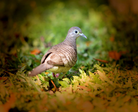 Photo macro turtledoves south on the background of green grassの写真素材