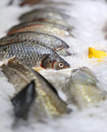 Photo of fish in ice