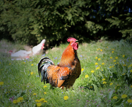 Photo of a beautiful rooster in the village on a sunny afternoonの写真素材