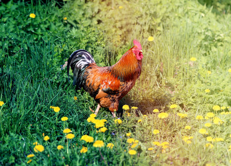 Photo of a beautiful rooster in the village on a sunny afternoonの写真素材