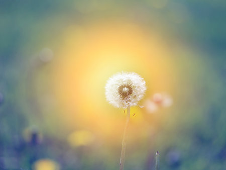 Beautiful retro photo of wonderful dandelions sunlitの写真素材