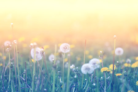 Beautiful retro photo of wonderful dandelions sunlitの写真素材