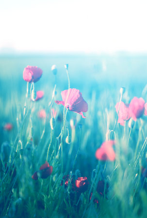 Photo of beautiful poppy fields illuminated by the sunの写真素材