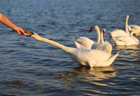 Photo of people feeding white swans on a lakeyの写真素材