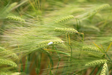Photo of a macro of a wonderful field of rye on a sunny dayの写真素材