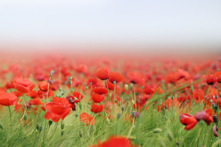 Photo of beautiful poppies blossoming in a meadowの写真素材