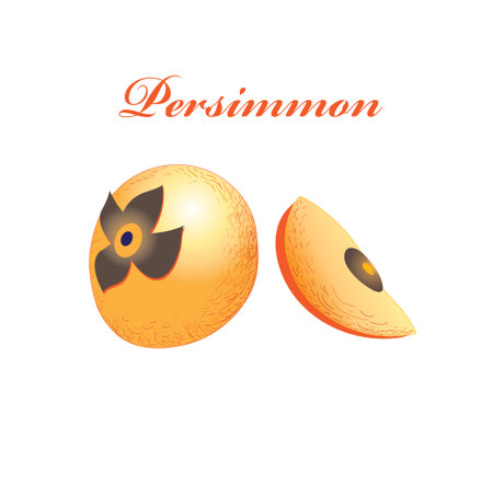 Vector orange sweet persimmon isolated on white backgroundのイラスト素材