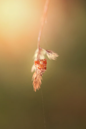 Bright photo of a macro spider a cross on a blade of grass on a sunny morningの写真素材