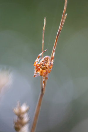 Bright photo of a macro spider a cross on a blade of grass on a sunny morningの写真素材