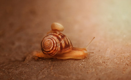 Bright photo of a macro snail crawling along the road after a rainの写真素材