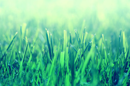 Bright green grassの写真素材