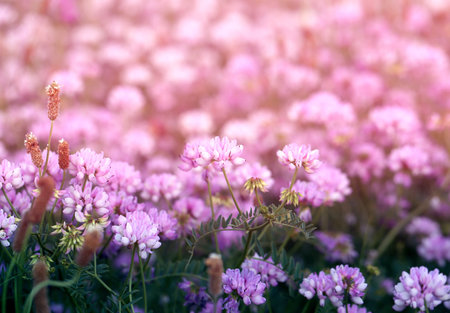 Photo background of a pink delicate clover in summer fieldsの写真素材