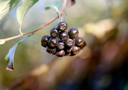 Photo of a black mountain ash on a blurry pictorial backgroundの写真素材