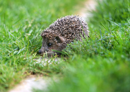 Photo of a little funny hedgehog in green grassの写真素材