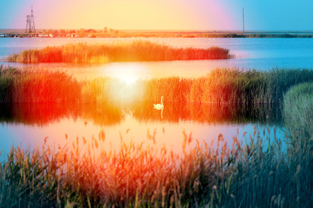 Photo of a lake landscape with a swan at sunsetの写真素材