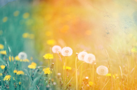 Beautiful retro photo of wonderful dandelions sunlitの写真素材