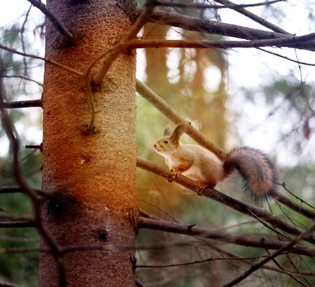 Vivid photo macro funny furry squirrel on pine treeの写真素材