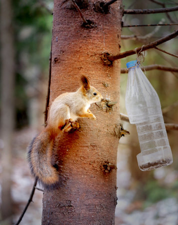 Vivid photo macro funny furry squirrel on pine treeの写真素材