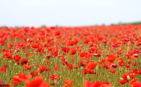 Photo of beautiful poppies blossoming in a meadowの写真素材