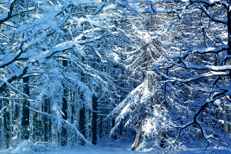 Photo of a winter snow-covered wonderful forest