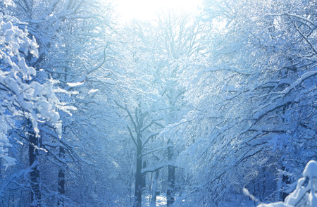 Winter photo landscape with snow-covered trees in the parkの写真素材