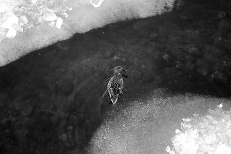 Photo of black and white ice floes and ducksの写真素材