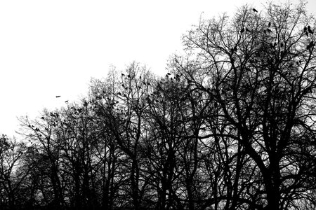 Photo black and white birds flying in the trees springの写真素材