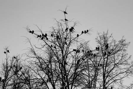 Photo black and white birds flying in the trees springの写真素材
