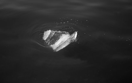 Photo of a piece of ice in the shape of a heart melts in the riverの写真素材