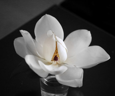 Photos of beautiful white magnolia flowers in the Park in summerの写真素材