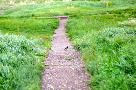 Bright photo background green grass in the windの写真素材