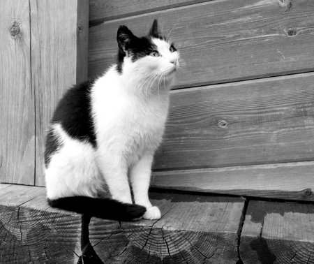 Photo of a close-up funny funny cat near a wooden houseの写真素材