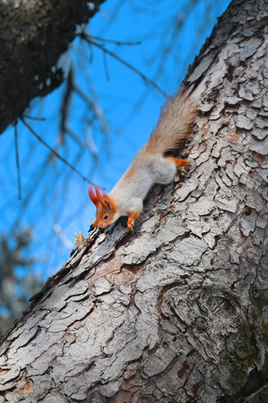Photo of a beautiful macro furry squirrel running on woodの写真素材