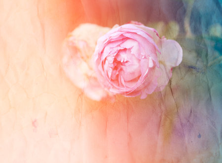 Photo of a beautiful retro pink rose background in the gardenの写真素材