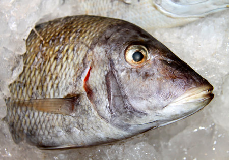 Photo of a macro background of delicious big fishの写真素材