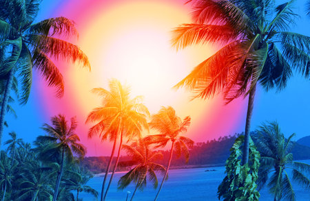 Photo of bright tropical coconut palms on a sunny islandの写真素材