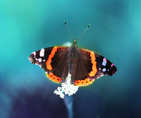 Photo of a close-up of a beautiful butterfly on a vegetative summer backgroundの写真素材