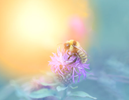 Photo of a macro bumblebee on plants blurred backgroundの写真素材