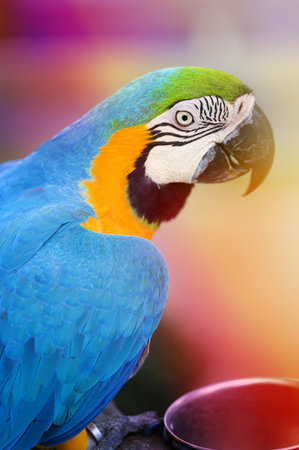 Photo of a close-up of a large blue macaw parrot lit by the sun in the park