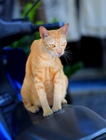 Photo of a beautiful macro furry fat cat lit by the sunの写真素材