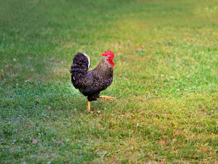 Photo of a close-up beautiful big cock on a farmの写真素材