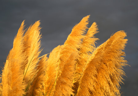 Photo of bright dry grass on sunset backgroundの写真素材